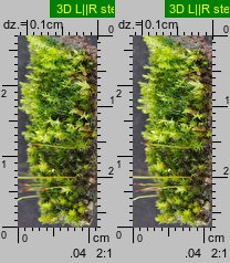 Bryum bicolor (prątnik dwubarwny)