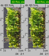 Bryum bicolor (prątnik dwubarwny)