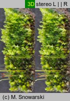 Bryum bicolor (prątnik dwubarwny)