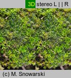 Cephaloziella divaricata (buławniczka zwyczajna)
