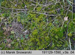 Syntrichia ruralis (pędzliczek wiejski)