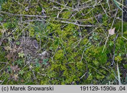 Ceratodon purpureus (zęboróg czerwonawy)