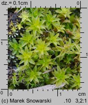 Syntrichia ruralis (pędzliczek wiejski)