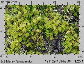 Syntrichia ruralis (pędzliczek wiejski)