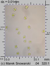 Cephaloziella divaricata (buławniczka zwyczajna)