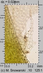 Lophocolea bidentata (płozik dwuzębny)