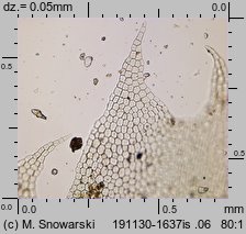 Lophocolea bidentata (płozik dwuzębny)
