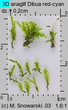 Plagiothecium laetum (dwustronek jasny)