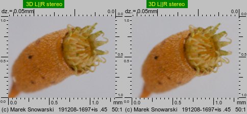 Plagiothecium laetum (dwustronek jasny)