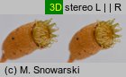 Plagiothecium laetum (dwustronek jasny)