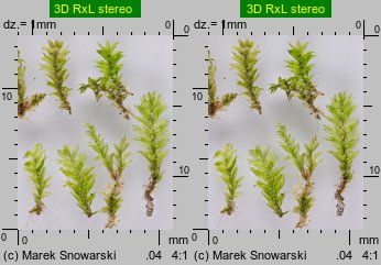 Plagiothecium laetum (dwustronek jasny)