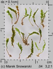 Tetraphis pellucida (czteroząb przeźroczysty)