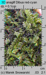 Plagiochila asplenioides (skosatka zanokcicowa)
