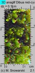 Porella platyphylla (parzoch szerokolistny)