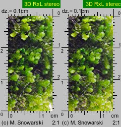Porella platyphylla (parzoch szerokolistny)