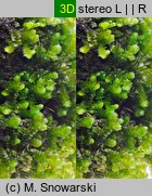 Porella platyphylla (parzoch szerokolistny)