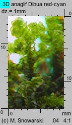 Porella platyphylla (parzoch szerokolistny)