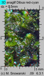 Porella platyphylla (parzoch szerokolistny)
