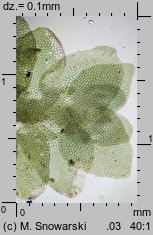 Porella platyphylla (parzoch szerokolistny)