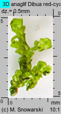 Porella platyphylla (parzoch szerokolistny)