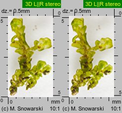 Porella platyphylla (parzoch szerokolistny)