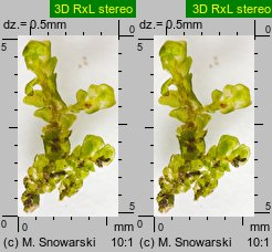 Porella platyphylla (parzoch szerokolistny)
