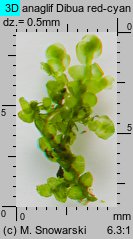 Porella platyphylla (parzoch szerokolistny)