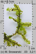 Porella platyphylla (parzoch szerokolistny)