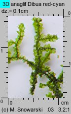 Porella platyphylla (parzoch szerokolistny)
