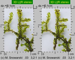 Porella platyphylla (parzoch szerokolistny)