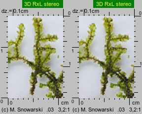 Porella platyphylla (parzoch szerokolistny)