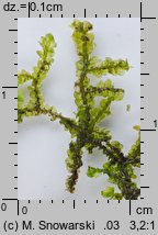 Porella platyphylla (parzoch szerokolistny)