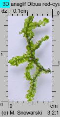 Porella platyphylla (parzoch szerokolistny)