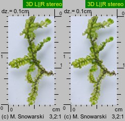 Porella platyphylla (parzoch szerokolistny)