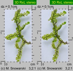 Porella platyphylla (parzoch szerokolistny)