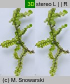 Porella platyphylla (parzoch szerokolistny)