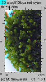 Porella platyphylla (parzoch szerokolistny)
