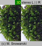 Porella platyphylla (parzoch szerokolistny)