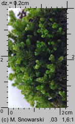 Porella platyphylla (parzoch szerokolistny)