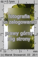 Porella platyphylla (parzoch szerokolistny)