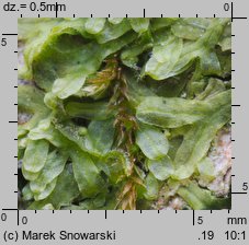 Metzgeria furcata (widlik zwyczajny)