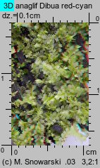 Lophocolea heterophylla (płozik różnolistny)