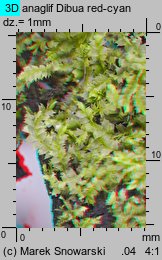 Lophocolea heterophylla (płozik różnolistny)