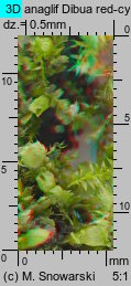 Lophocolea heterophylla (płozik różnolistny)