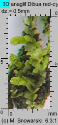 Lophocolea heterophylla (płozik różnolistny)