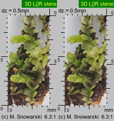 Lophocolea heterophylla (płozik różnolistny)