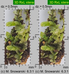 Lophocolea heterophylla (płozik różnolistny)