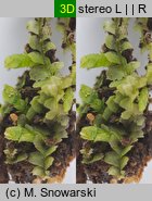 Lophocolea heterophylla (płozik różnolistny)