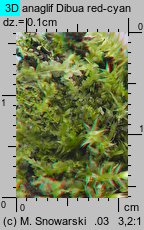 Lophocolea heterophylla (płozik różnolistny)