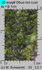 Metzgeria furcata (widlik zwyczajny)